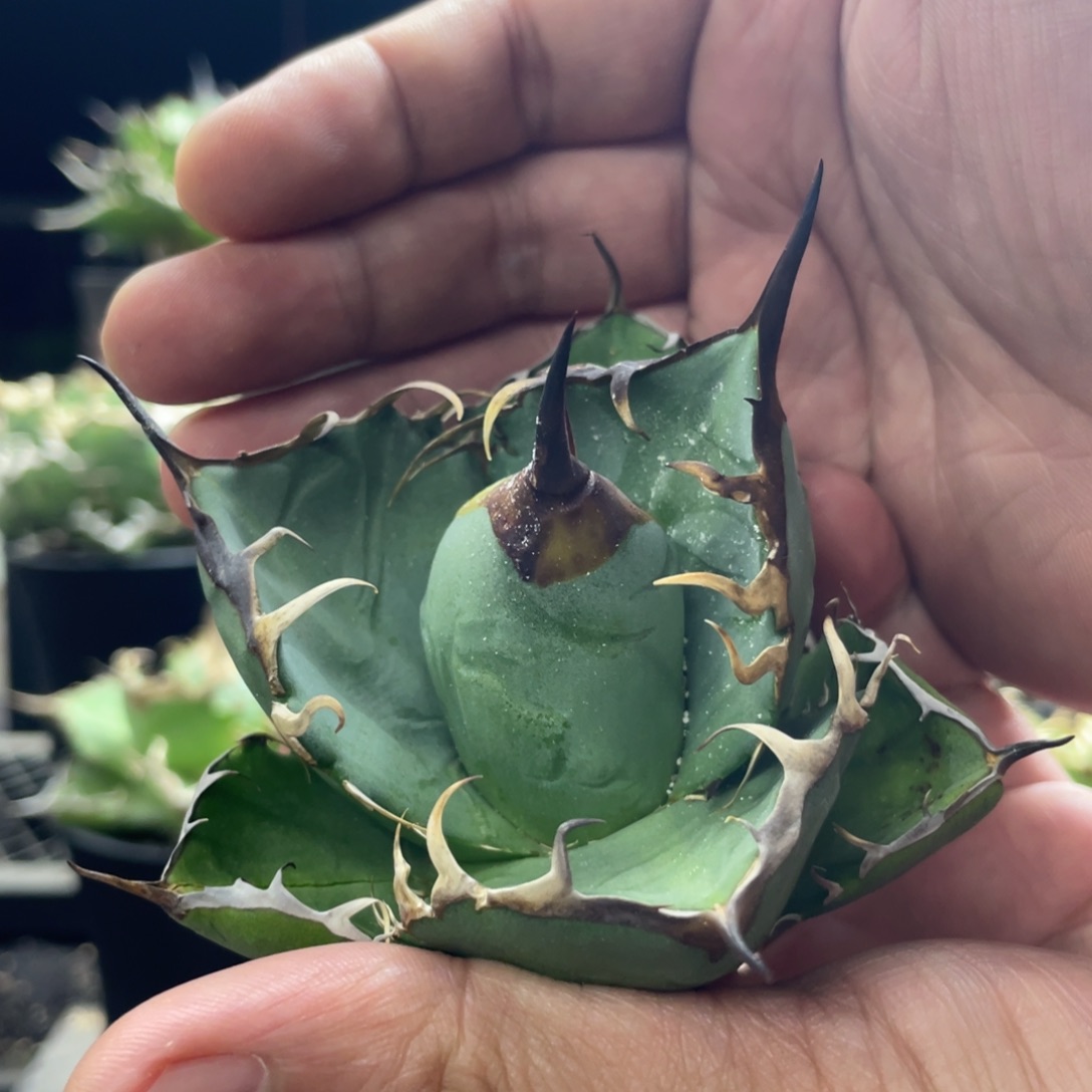 【闪购商品】野二 大顶芽 有母本