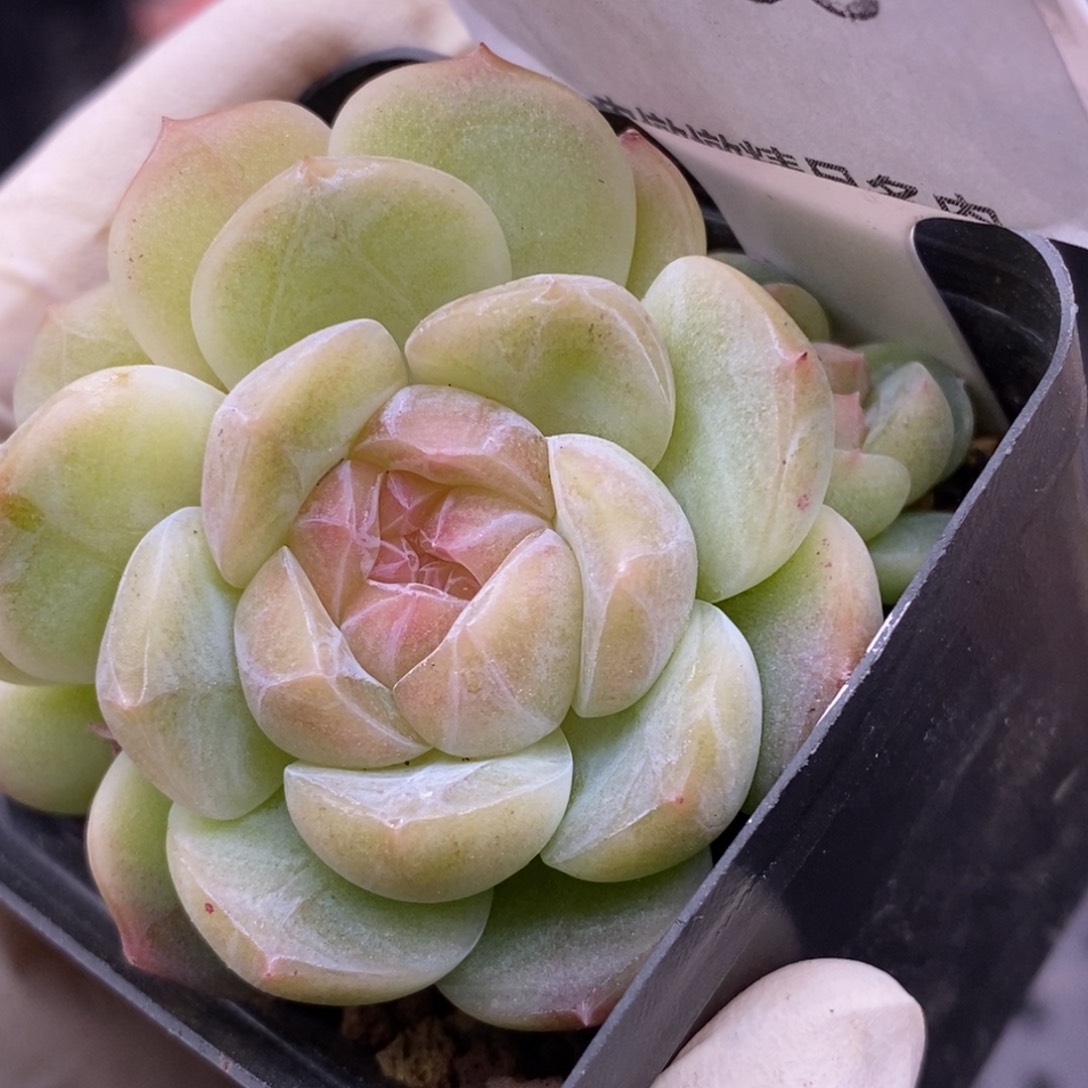 【闪购商品】23-138朦胧