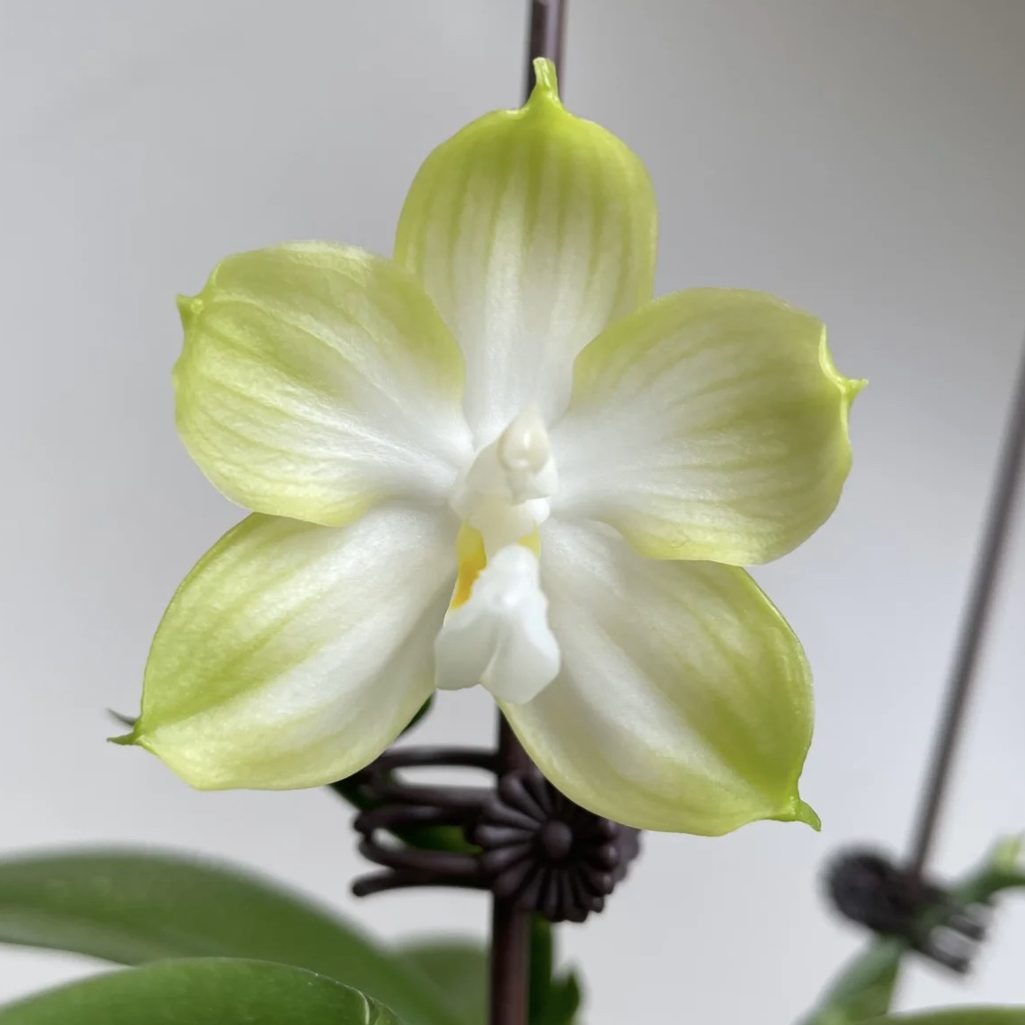 【青柠】2.8寸蝴蝶兰高货带香蝴蝶兰