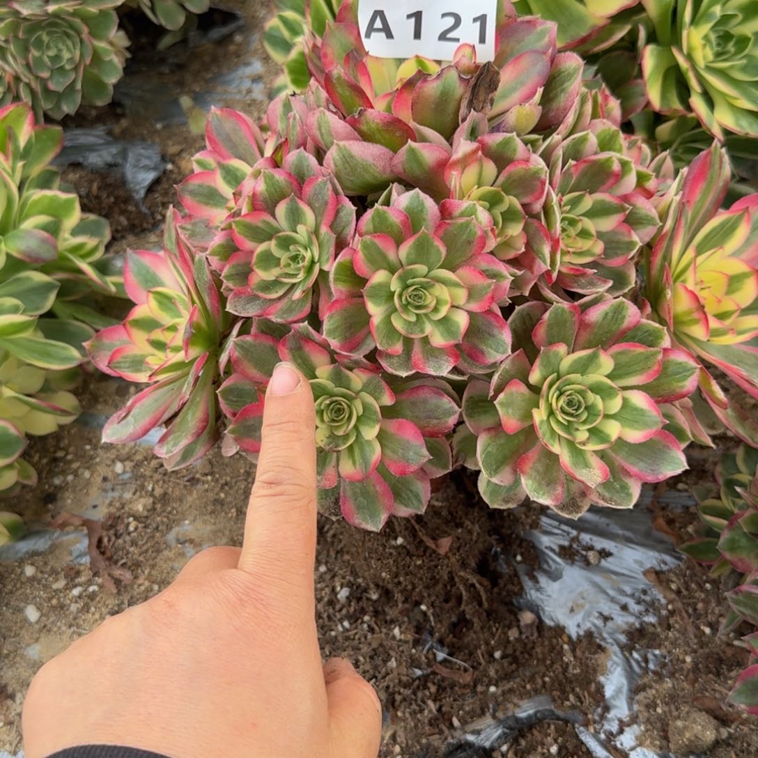 121荔枝多肉葡萄干