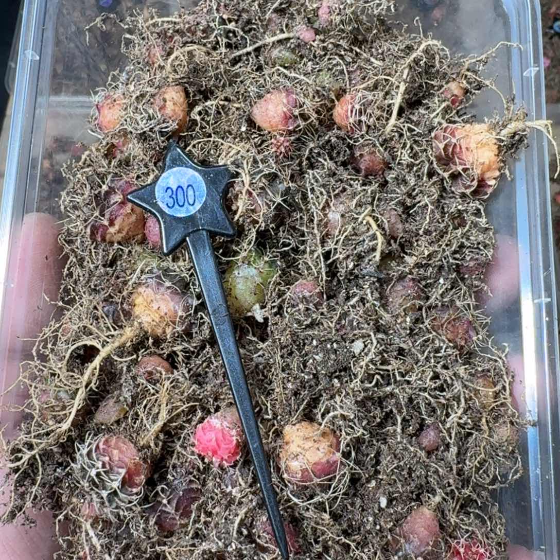 米哈实生自然锦练手球150棵打底300