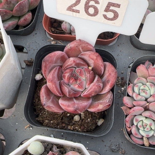 265比翼鸟多肉植物多