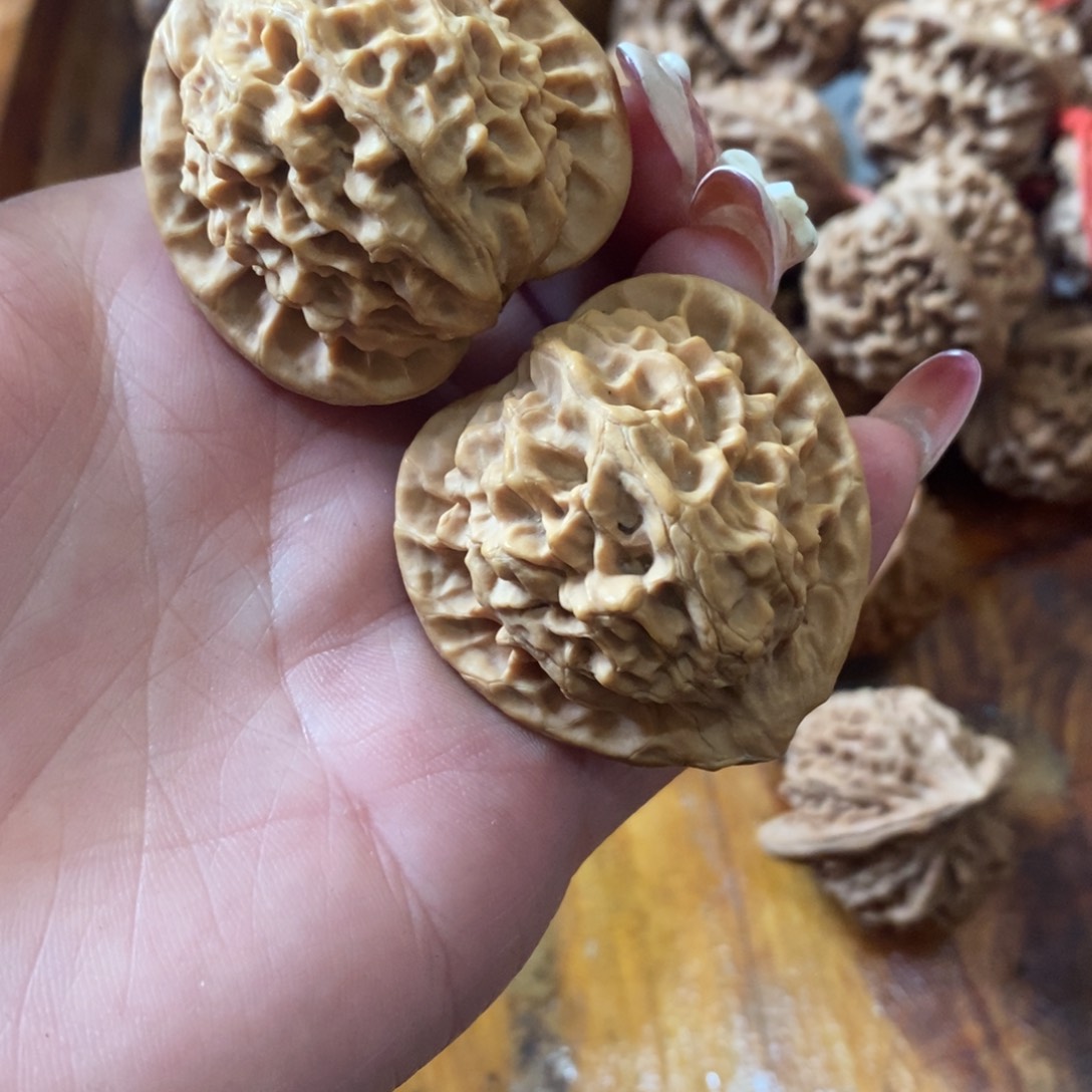 秦岭野生核桃金公子