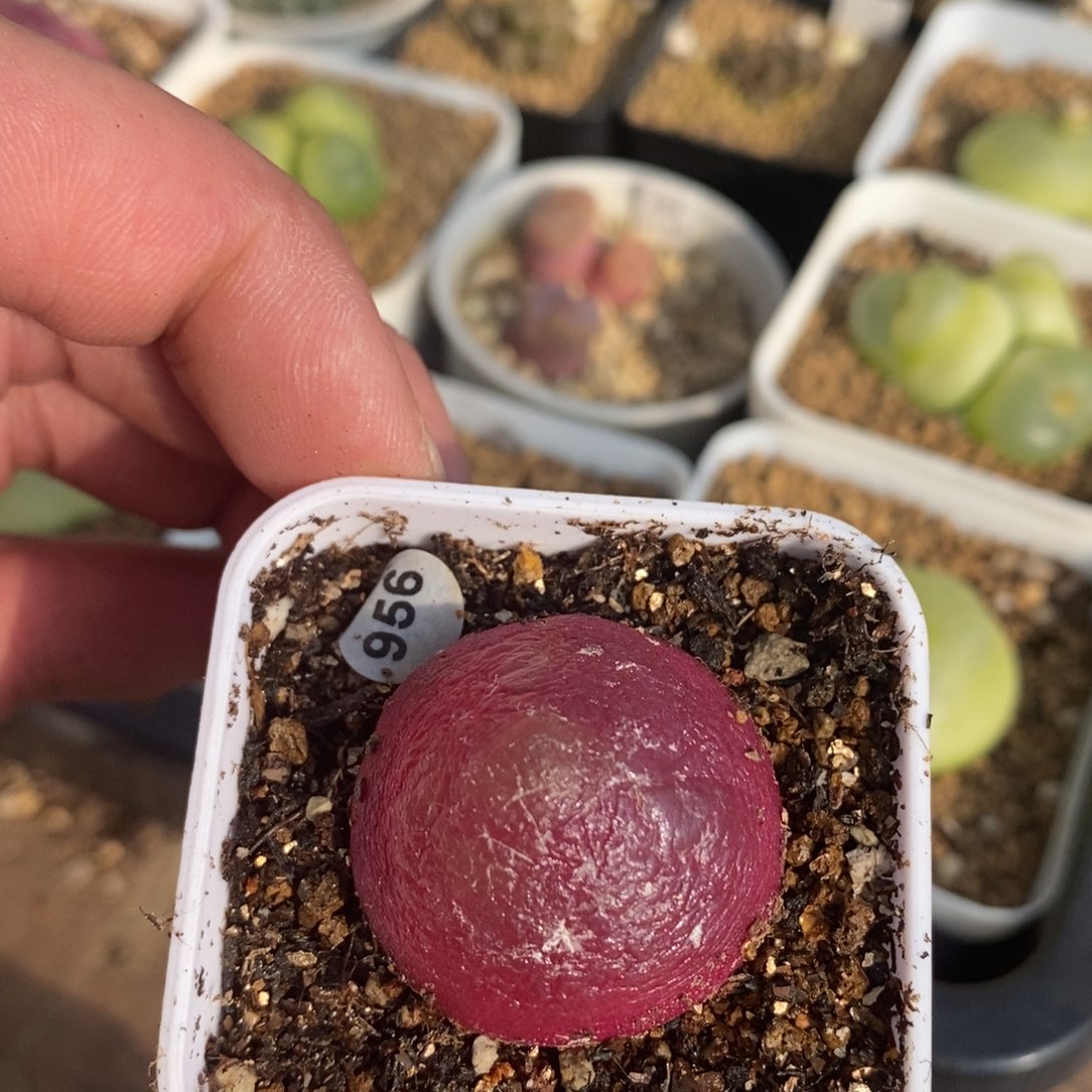 金**比专拍多肉福利956