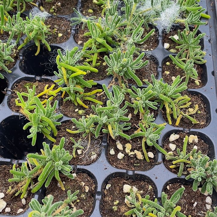 小枝干1元带土发货