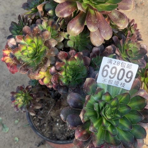 爱马仕中斑多肉6909法师