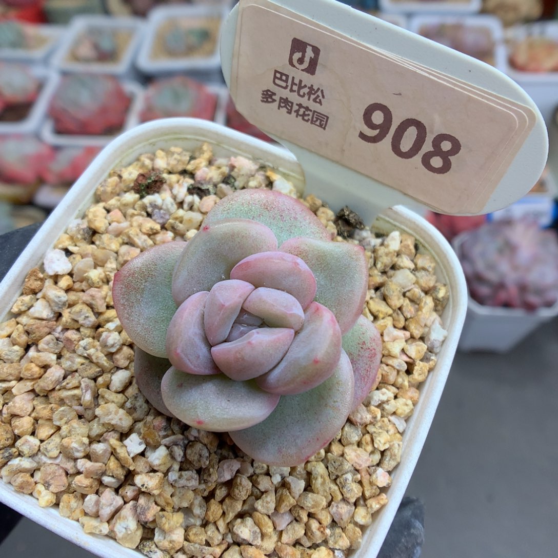 908 冰玉石化多肉