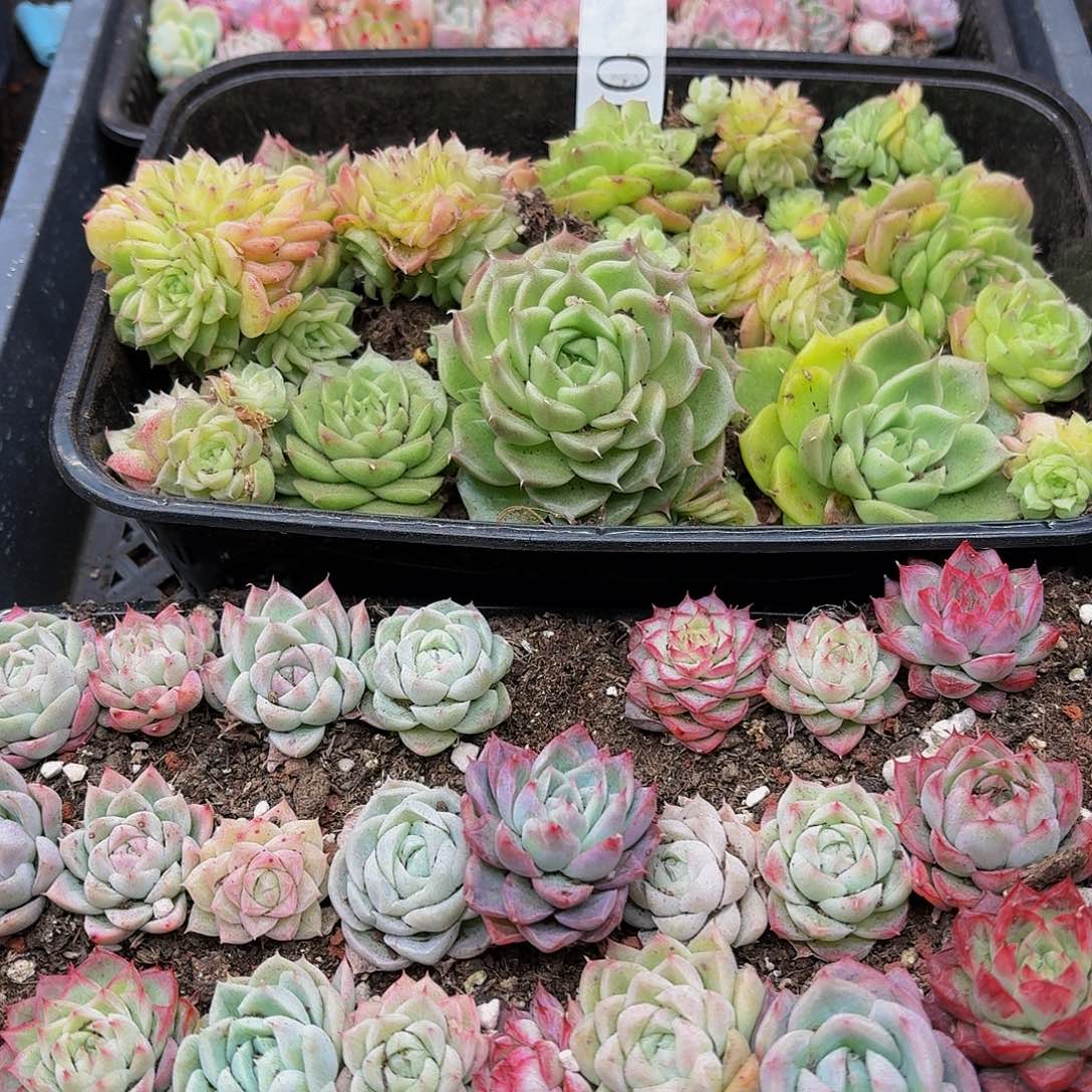 多肉植物多肉植物90