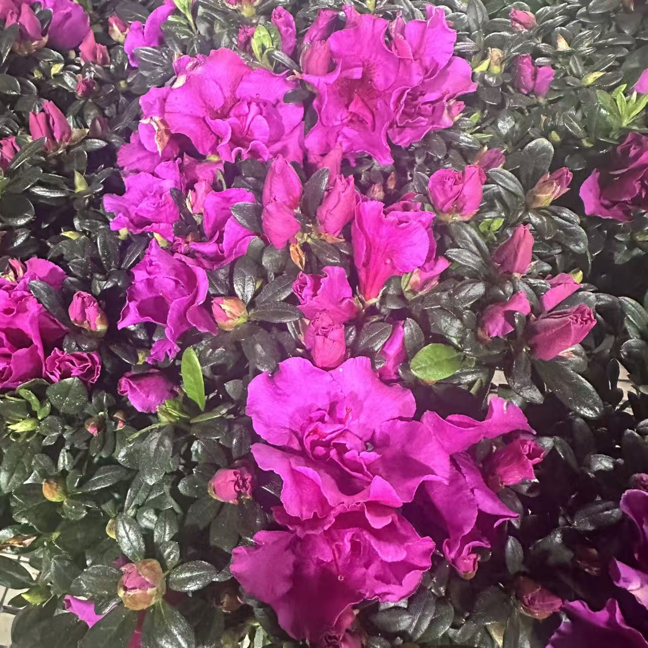 【李先生】杜鹃花（紫珍珠）盆栽带花苞四季开花好养易活室内外花卉