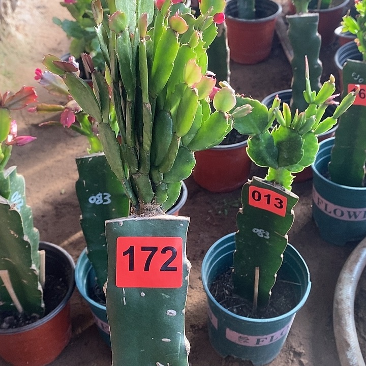 无花朵心****伤瑕疵苗叶片有晒伤037/172号新疆不包邮