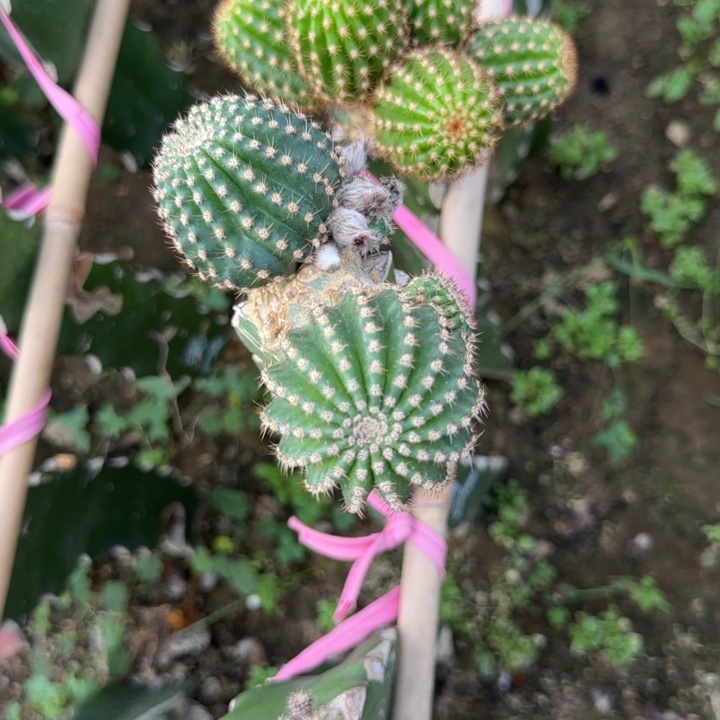 黄黑喉无根3公分左右