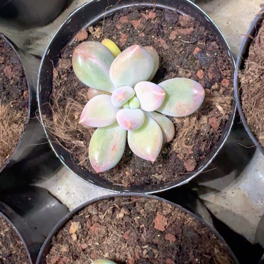 胖彩体 哥特 单头 一物一拍