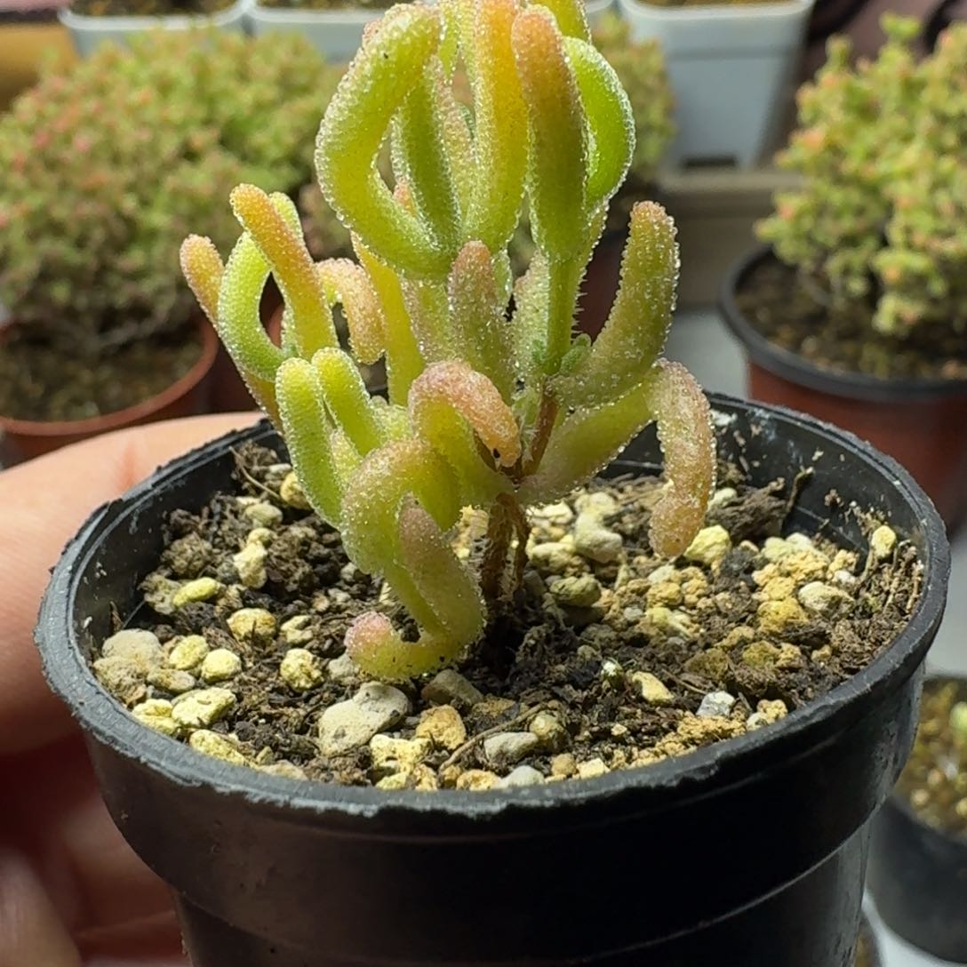 红叶锦 多肉植物枝干