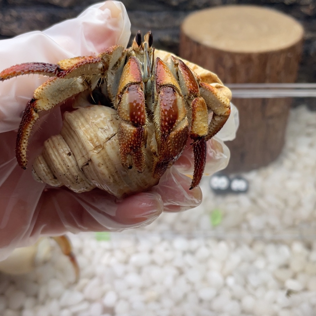 3.0板栗瓜瓜好吃2