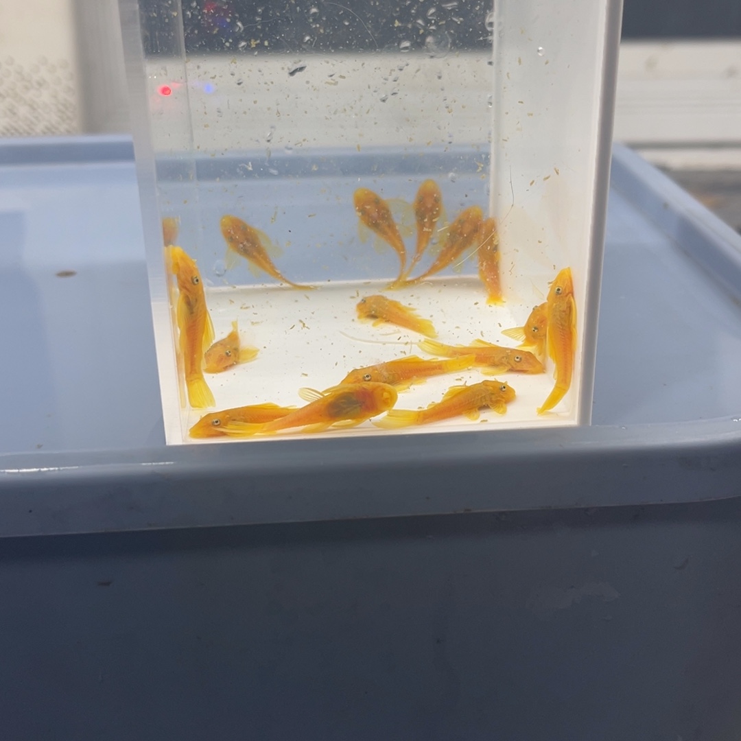 孔雀鱼小胡子15条开箱视频报损