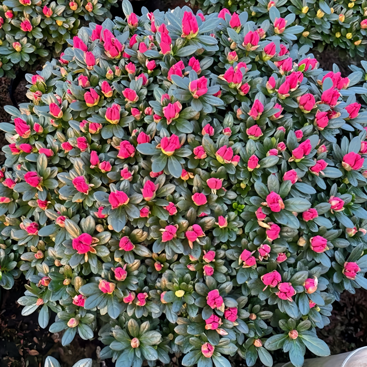 ［60冠幅］精品中国红杜鹃花 带花苞室内外南北方好养包邮