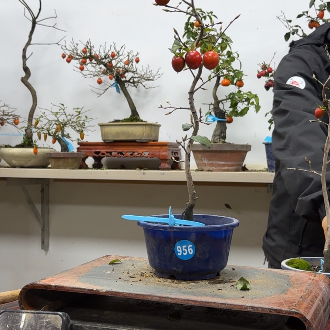 深***弹无花朵956顺丰到付不包邮