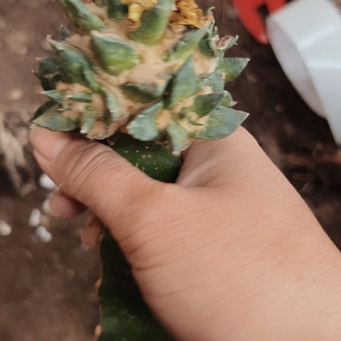 2345龙芽牡丹仙人球