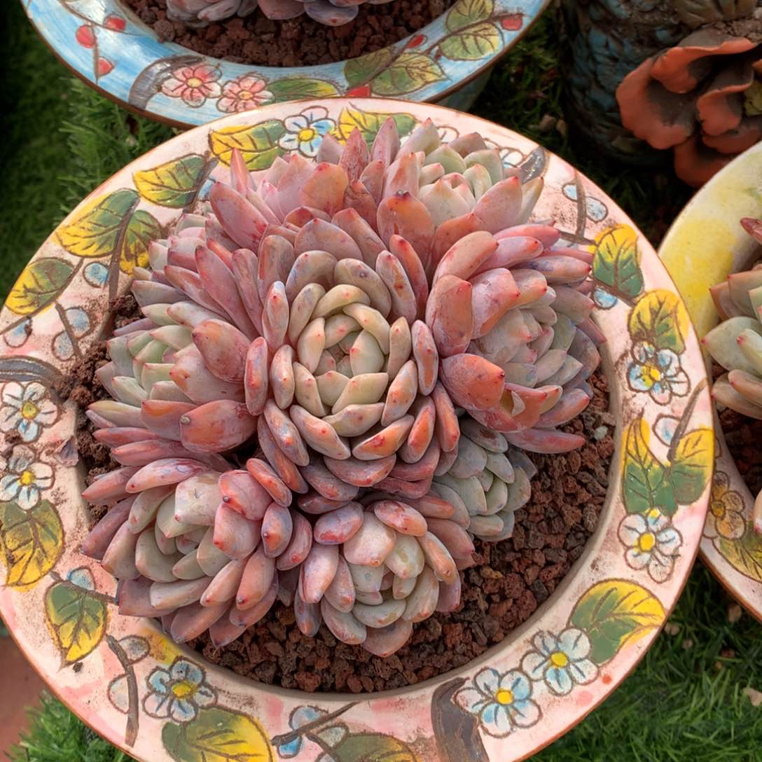 橙子手捧多肉植物！！！！！！！