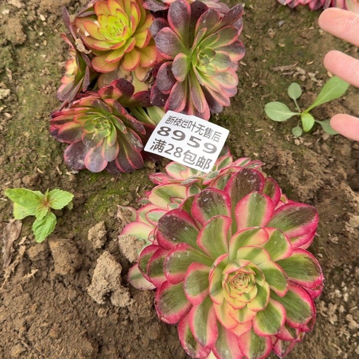 8959二号棚两个多肉B