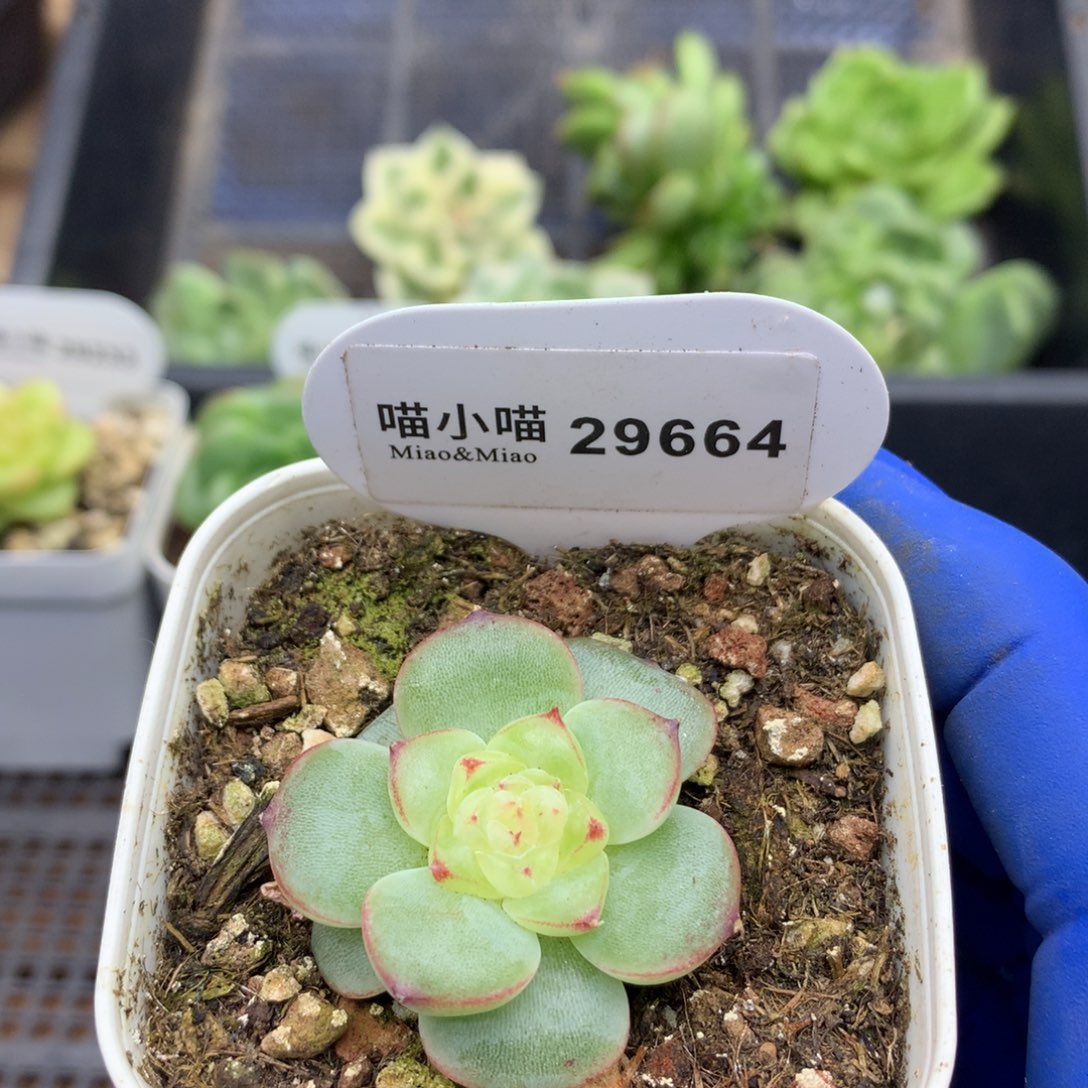 多肉植物杂交珍妮