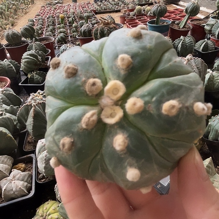 完全开放仙人球1