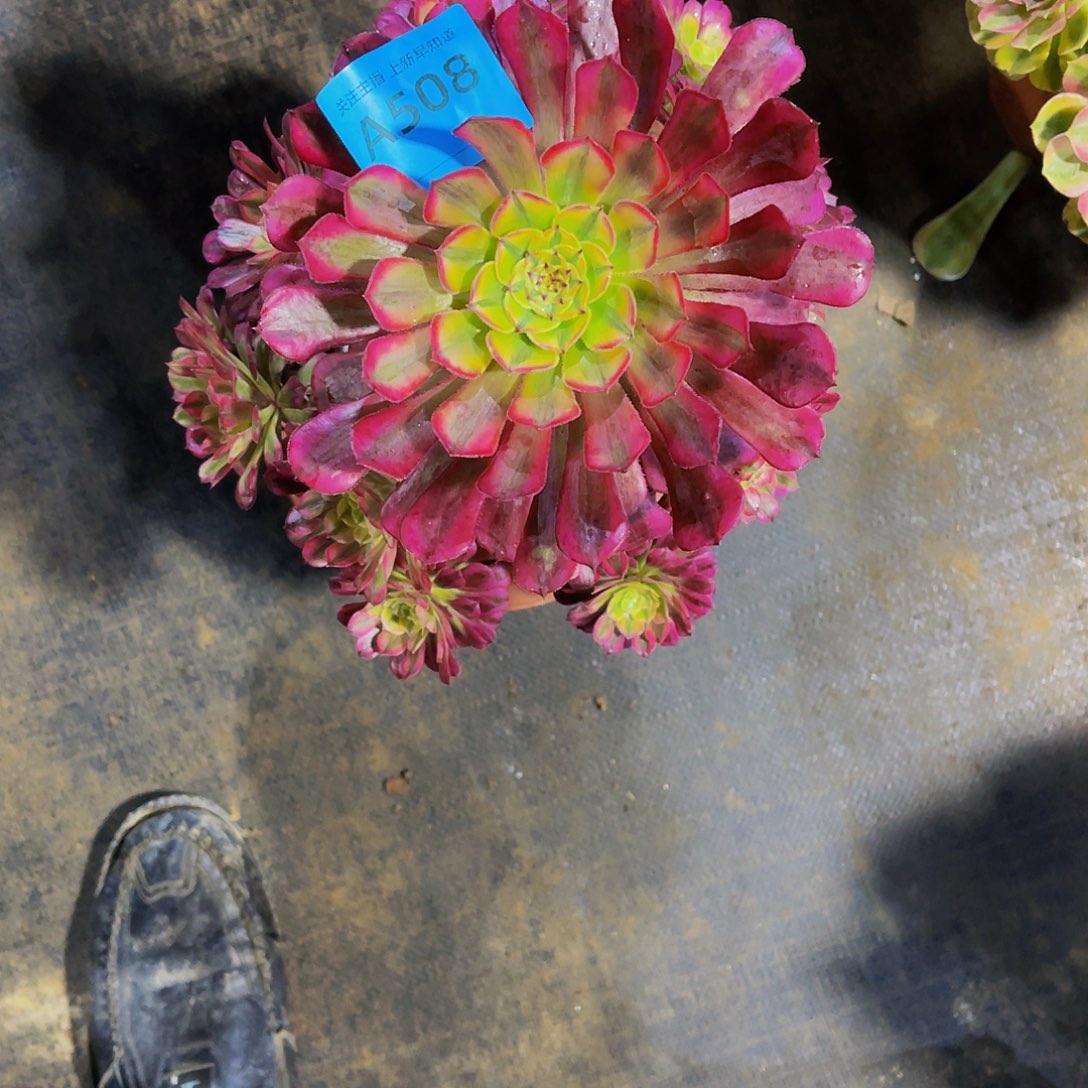 多肉祝融脱土发货508