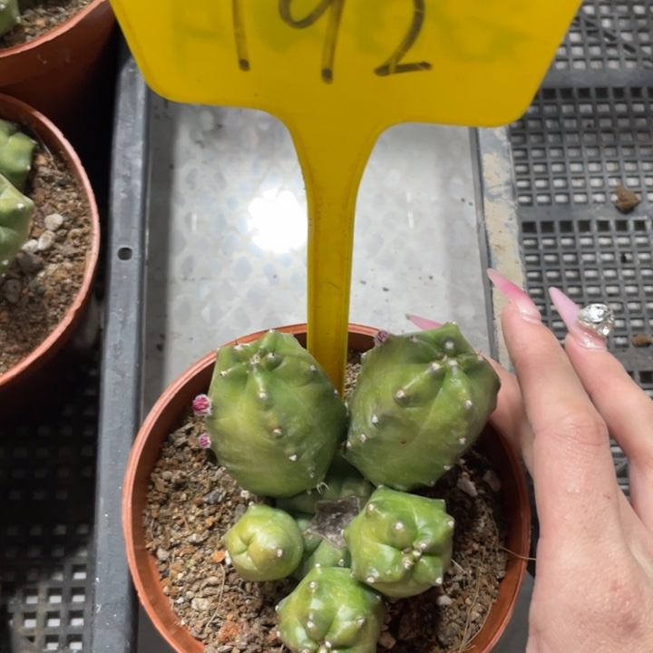 橙桃新品多头一物一拍192