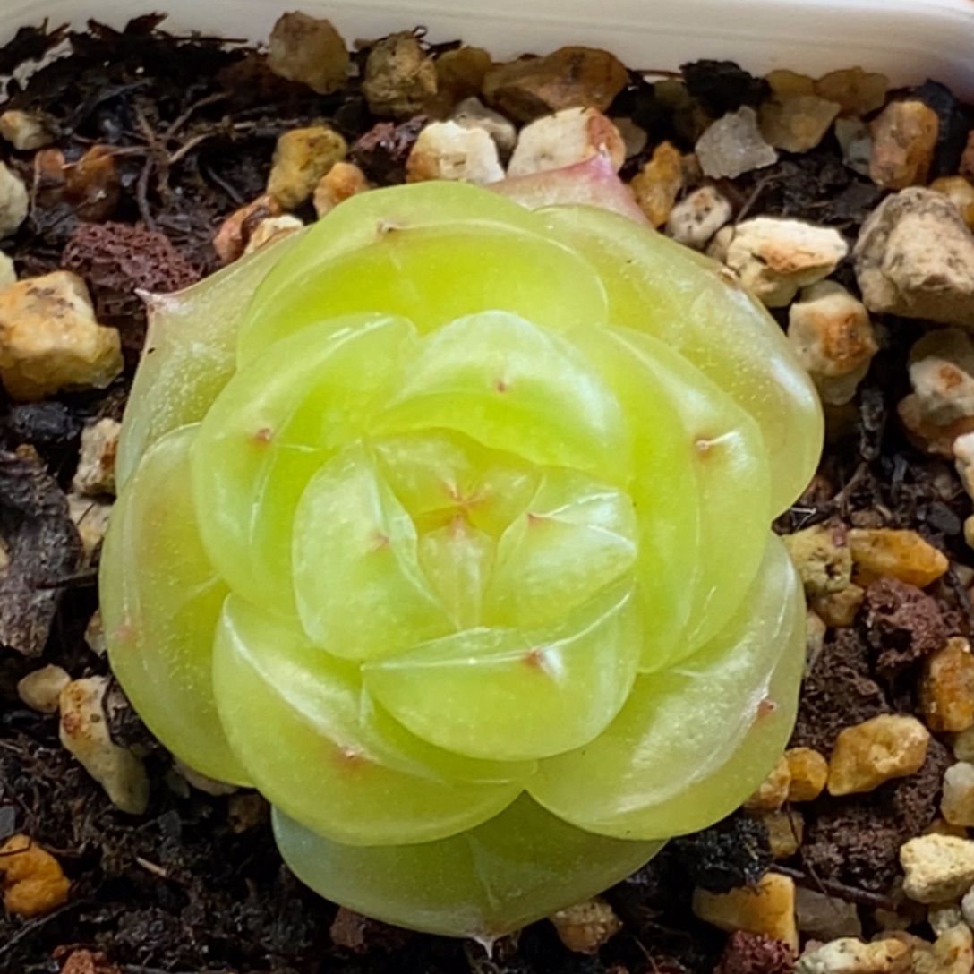 用***户天官赐福百无禁忌