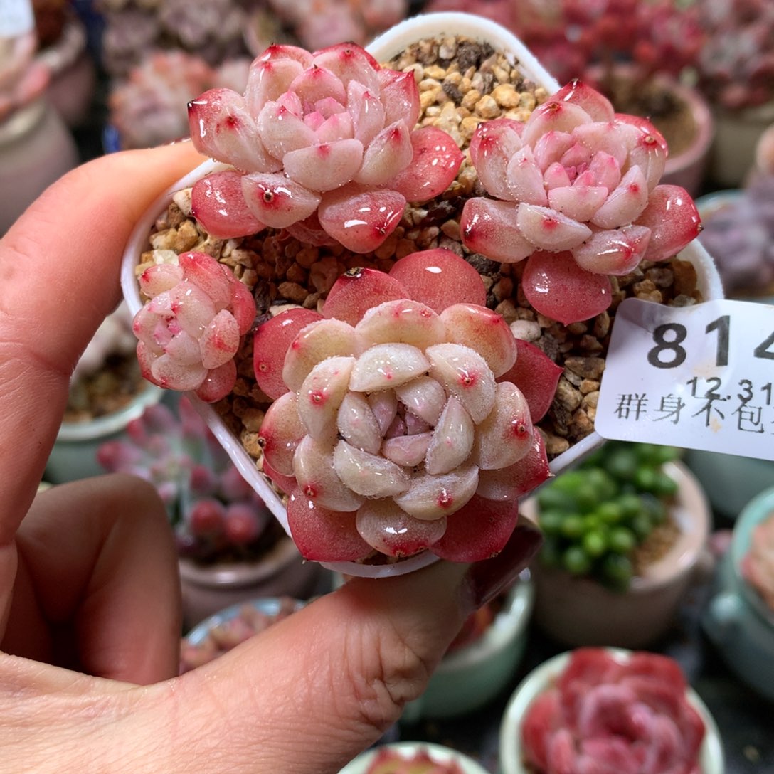 精控拇指盆12.31814