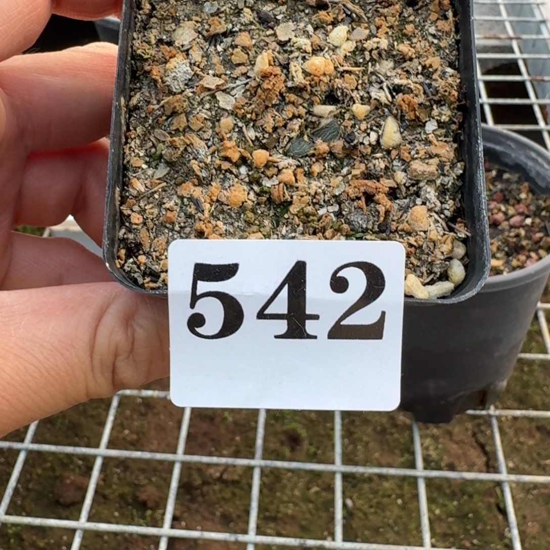 ****銘毛叶石蒜一物一拍