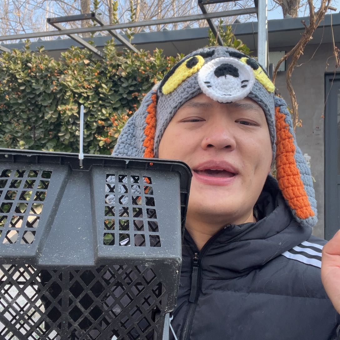 双血统英系安哥拉兔