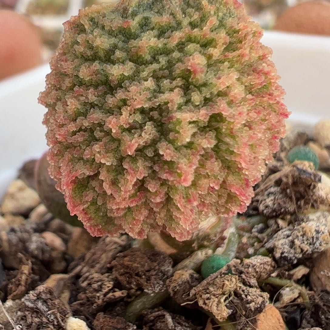 024-7170整颗实生新品多肉植物水泡