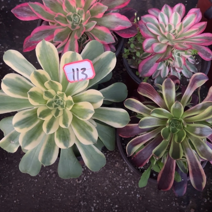 多肉植物113不售后