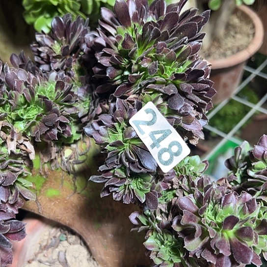 卡***通多肉植物一个欧若拉有伤248