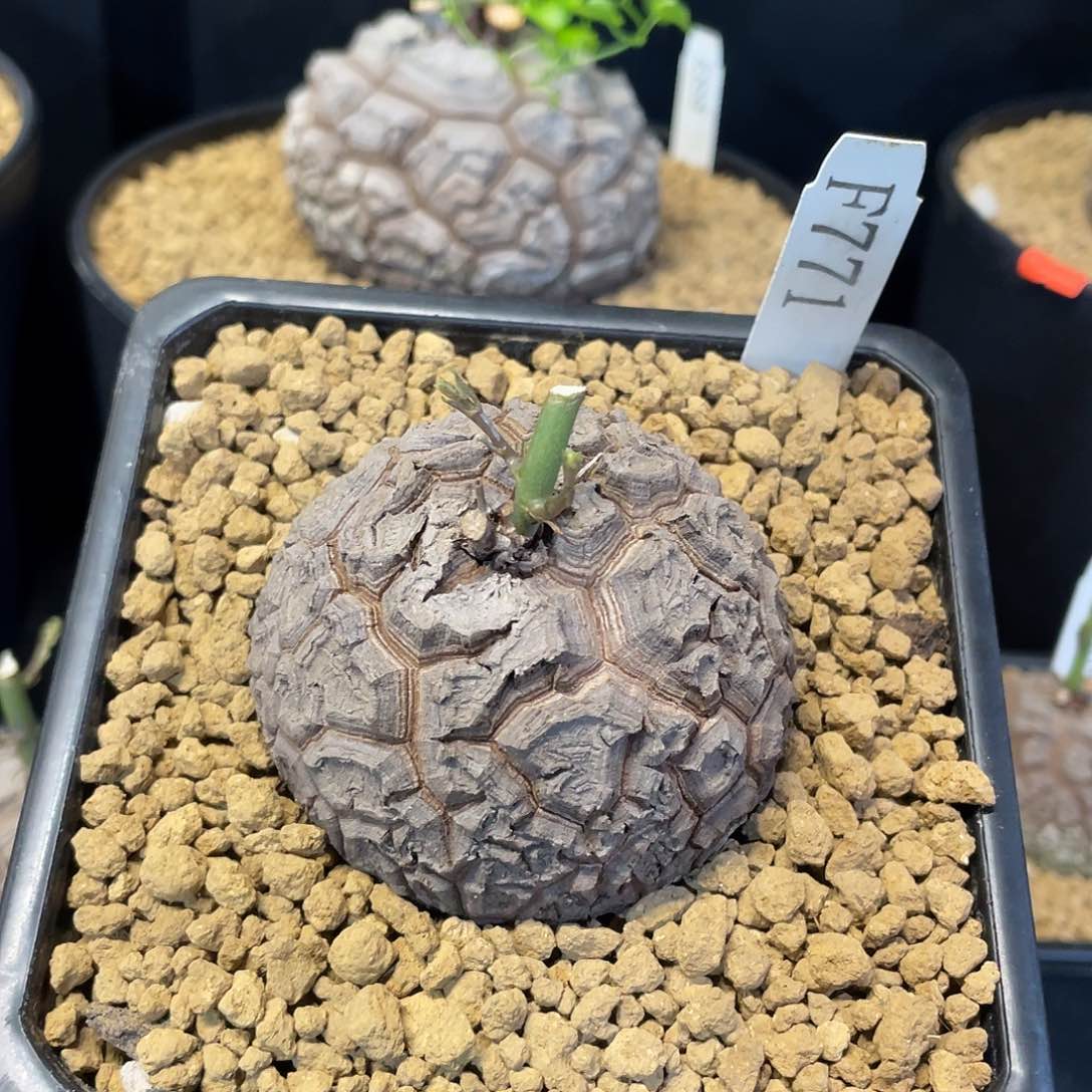 771号龟甲龙6.5公分