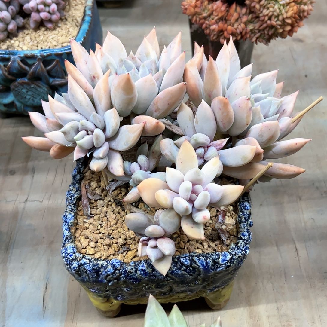 胖美人58 零零多肉植物