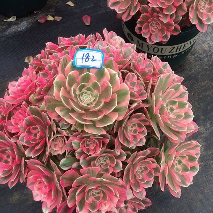 182邀月婵多肉法师