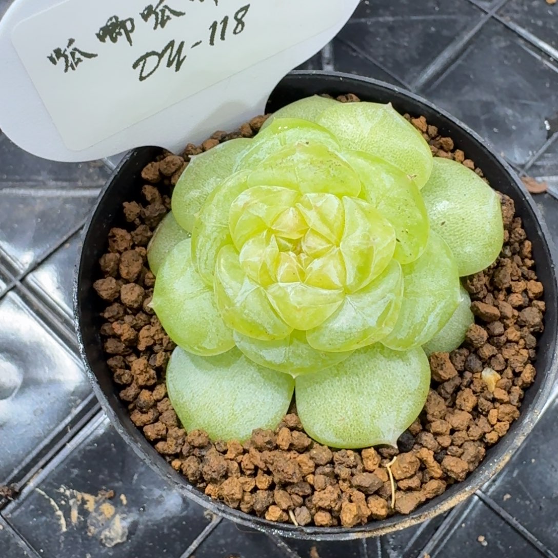0816-118-月饼单头一颗