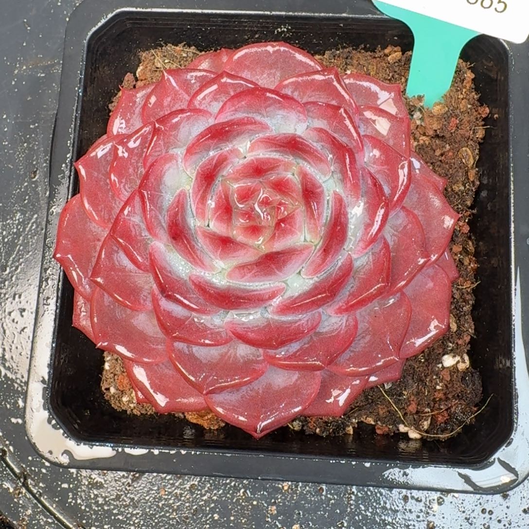 从前慢多肉精选编号1213.365