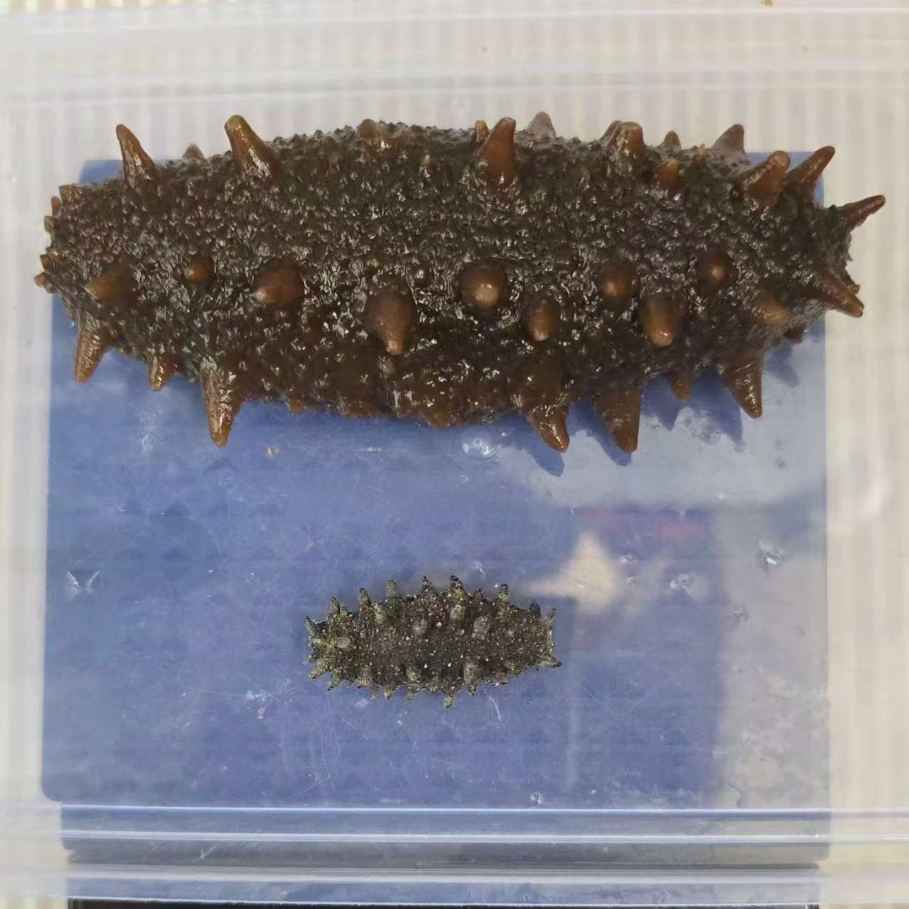 三疆迎花：（一百头——八十头二红）俄罗斯纯淡干二红海参肉质口感