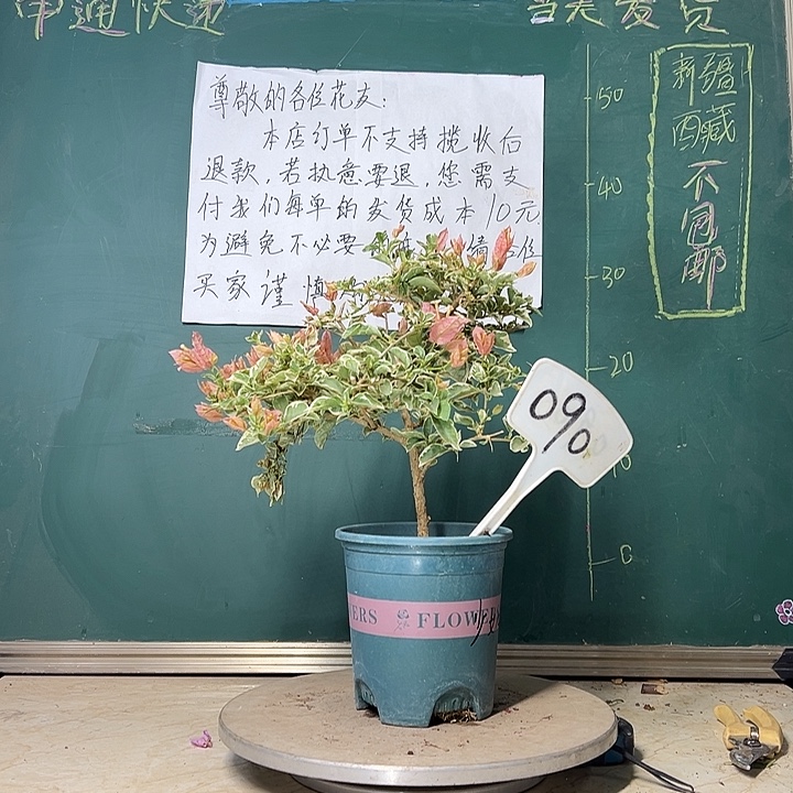 当前无花栽培后可以开花 少女心  09