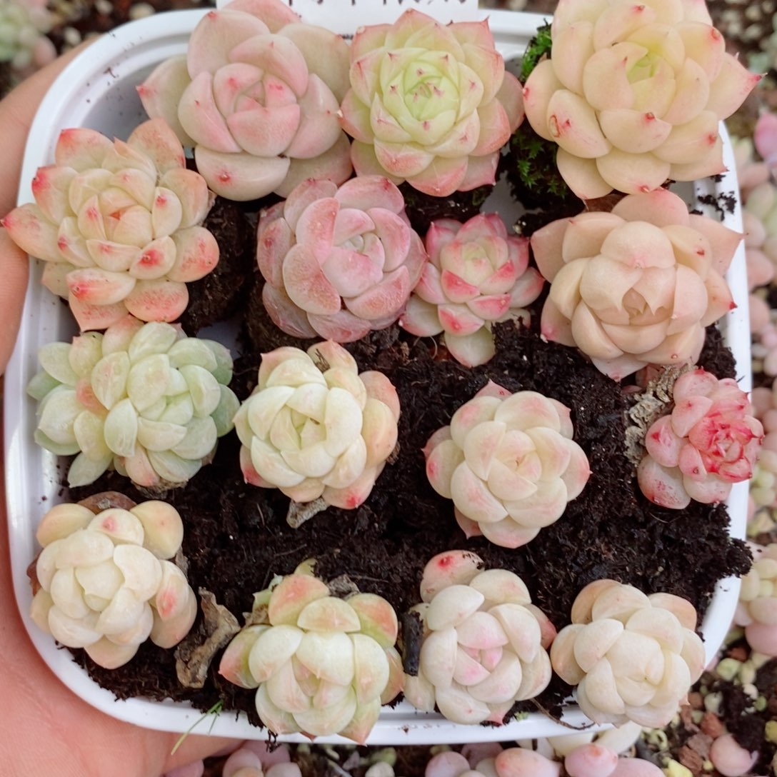 2-247 新疆西藏内蒙不发其他一单包邮两到三公分多肉