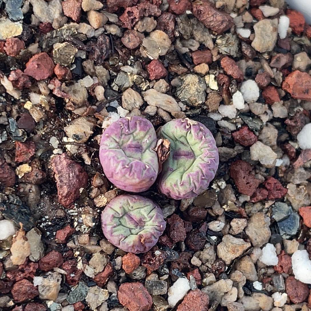 19-24嘴多肉植物肉锥