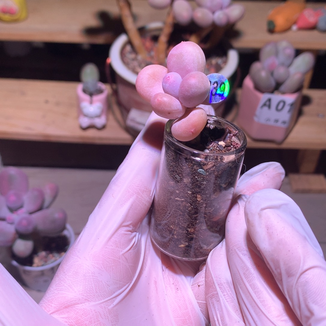 韩国奶酪多肉韩国奶酪