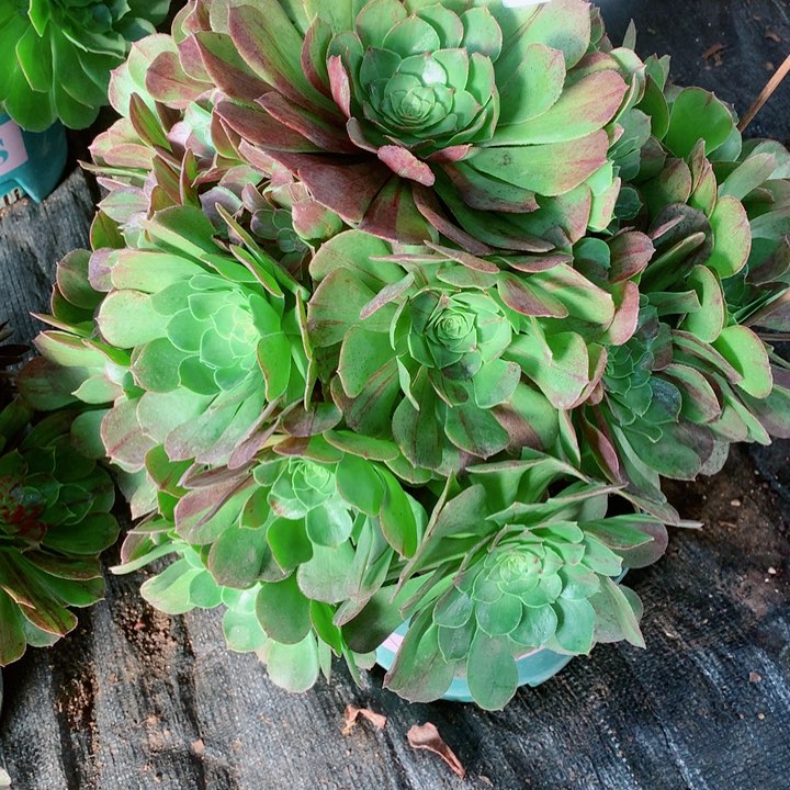 红*子多肉植物花月夜537