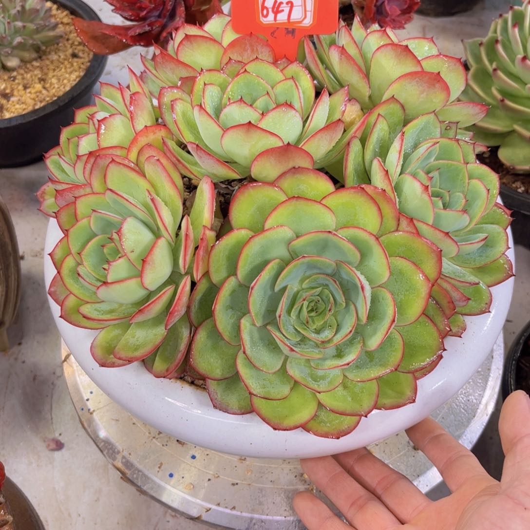 红**姐牡丹亭647多肉植物