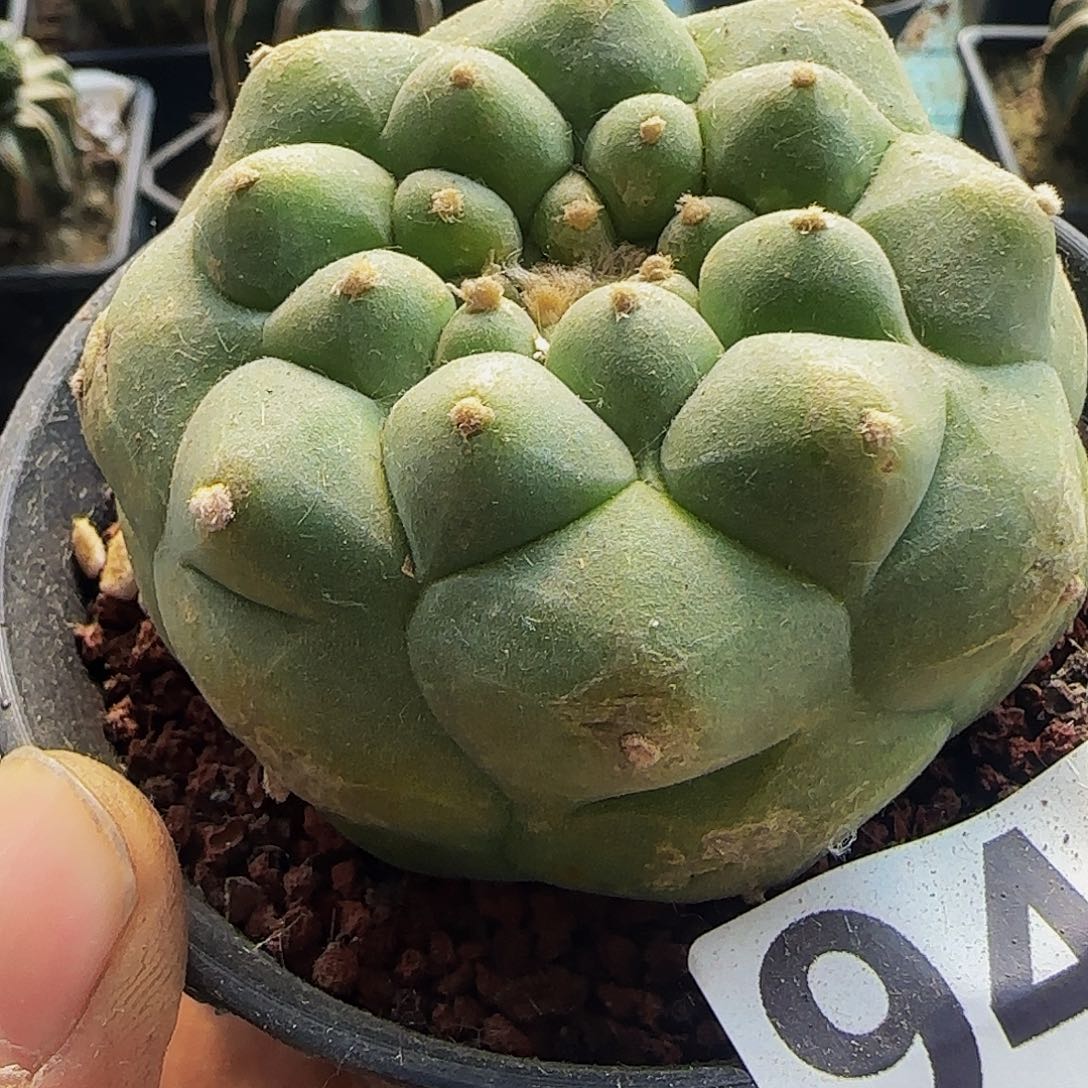 自根凸尤仙948仙人球