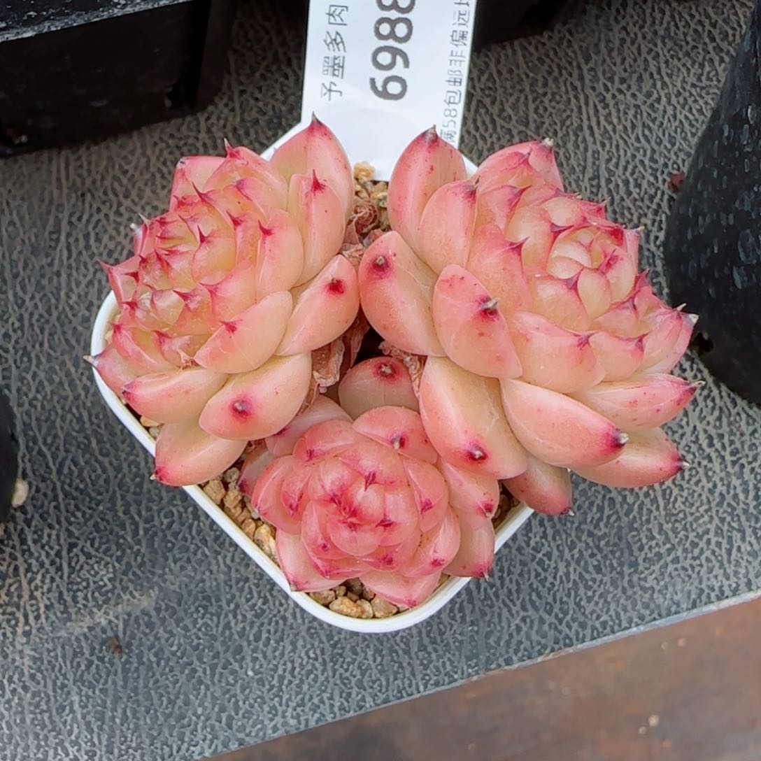 望春风，6988多肉植物