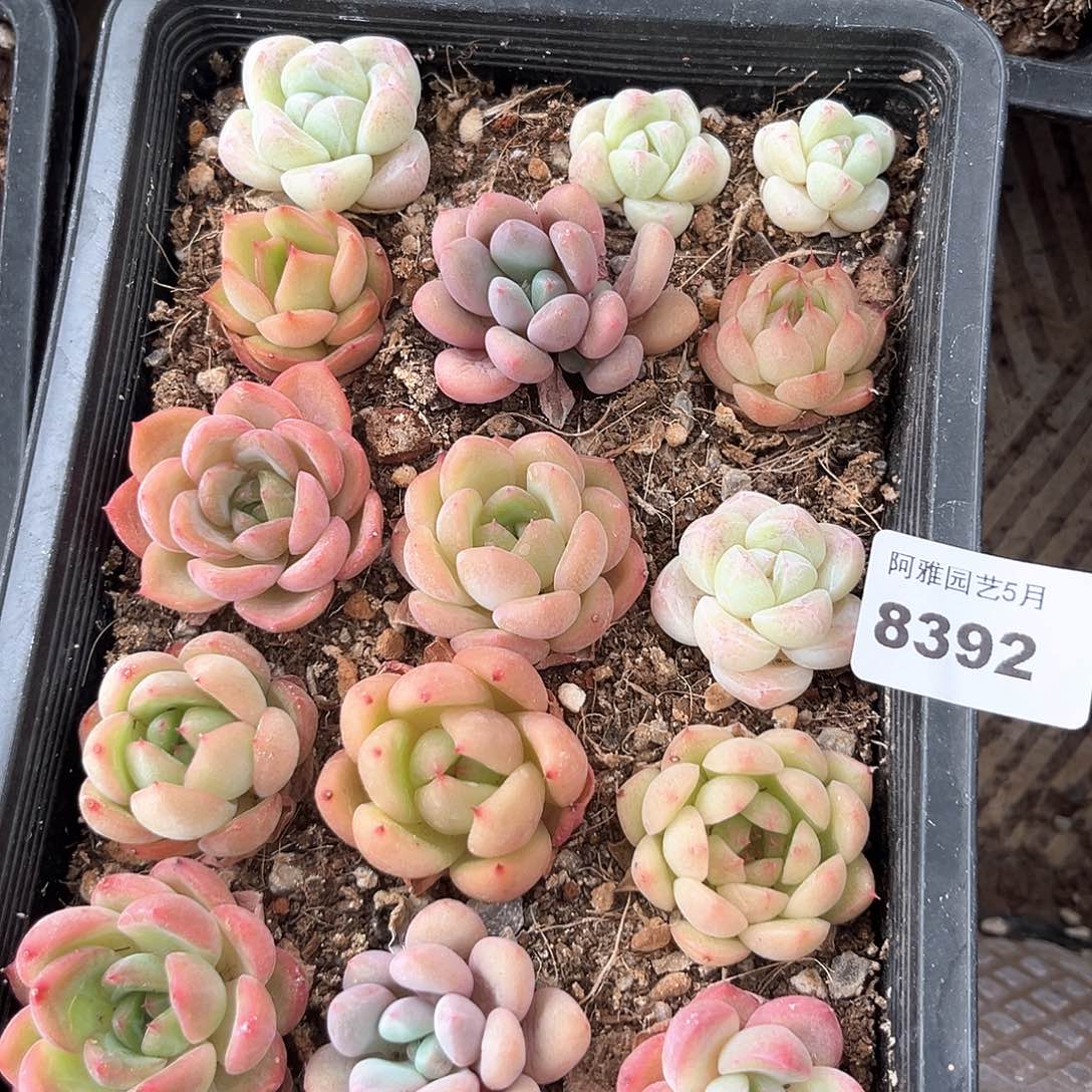 阿雅园艺。    8392